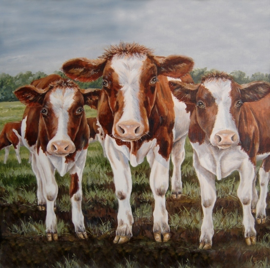 nieuwschierige koeien